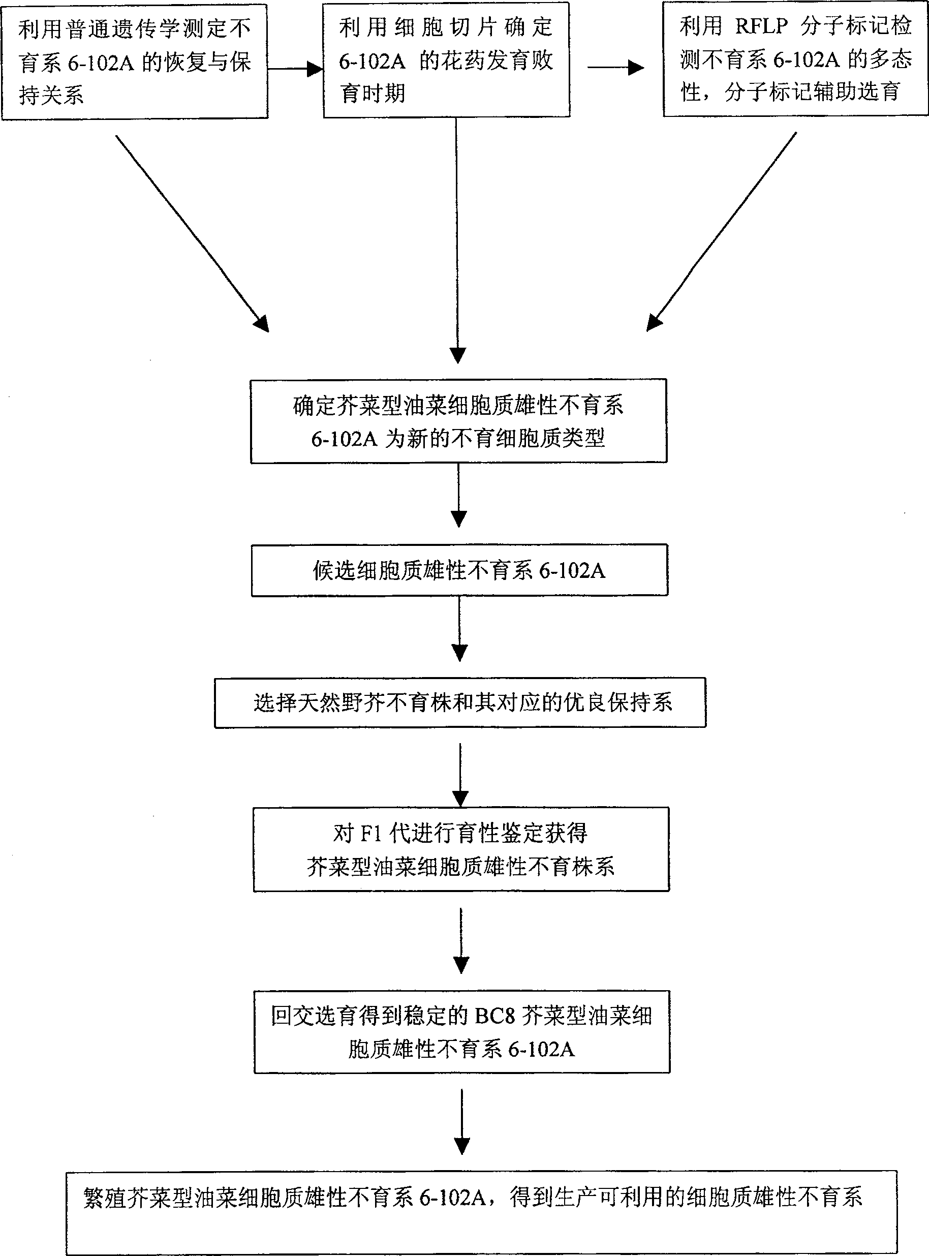 Method for breeding male sterile series of envelopped senvy cytoplasm