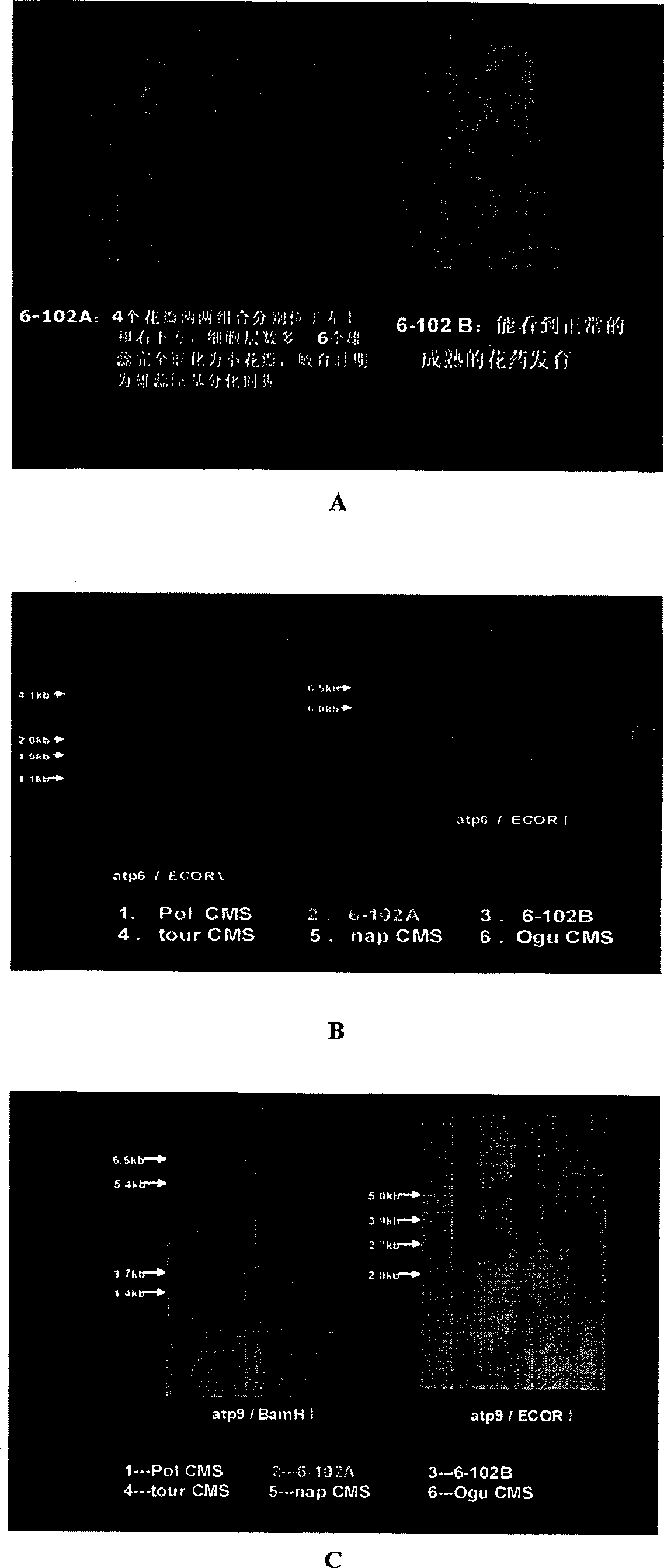 Method for breeding male sterile series of envelopped senvy cytoplasm