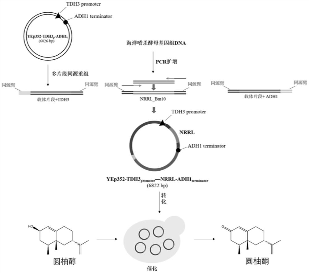 Application of oxidoreductase and mutant thereof in biosynthesis of noottanone