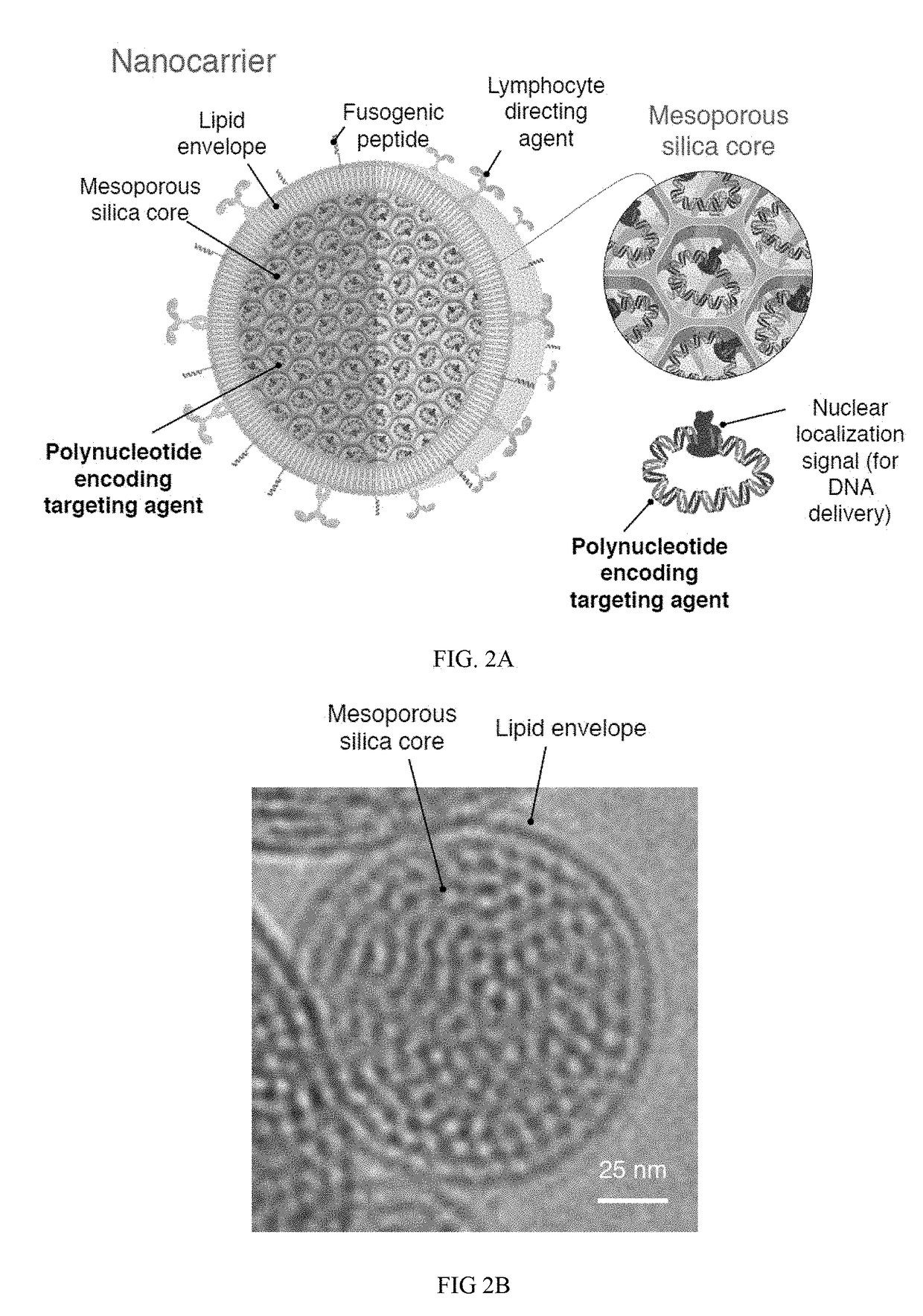 Compositions and methods to modify cells for therapeutic objectives