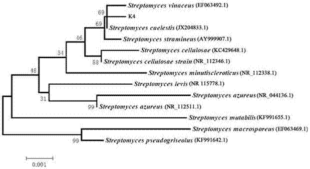 A kind of biocontrol actinomycetes strain and application thereof for preventing and treating tobacco bacterial wilt