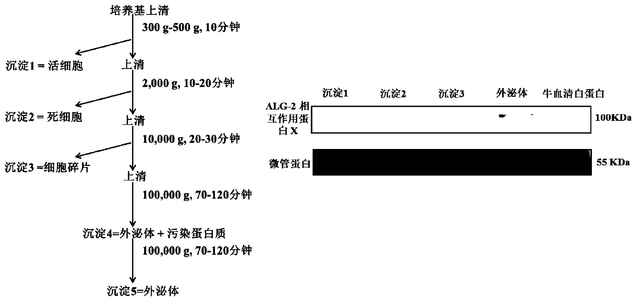 Exosome preparation method and application