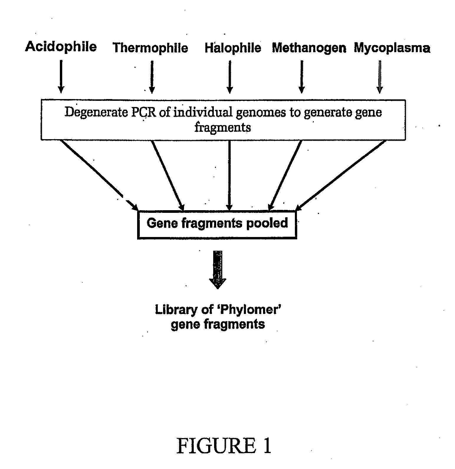 Peptide inhibitors of c-jun dimerization and uses thereof