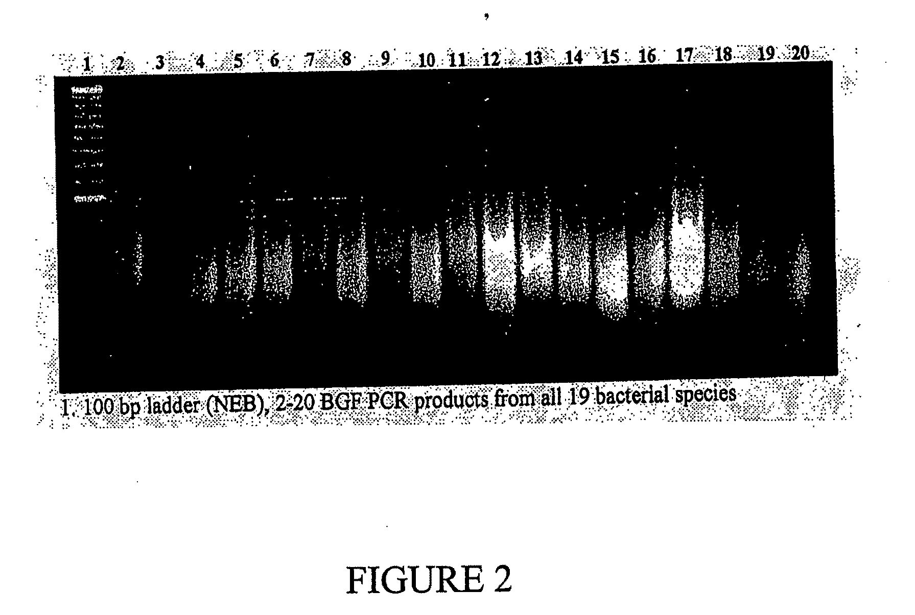 Peptide inhibitors of c-jun dimerization and uses thereof