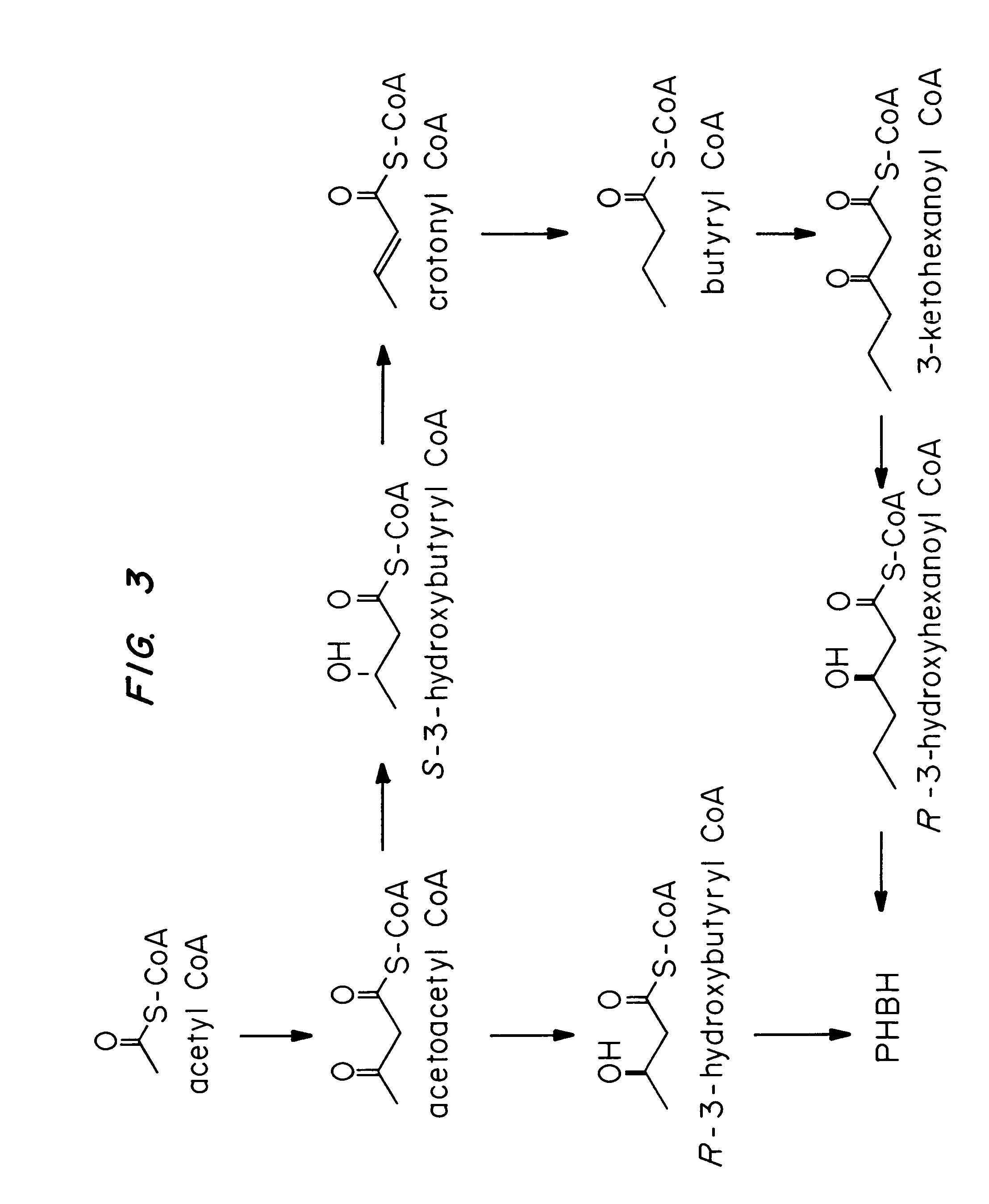 Transgenic systems for the manufacture of poly (3-hydroxy-butyrate-co-3-hydroxyhexanoate)