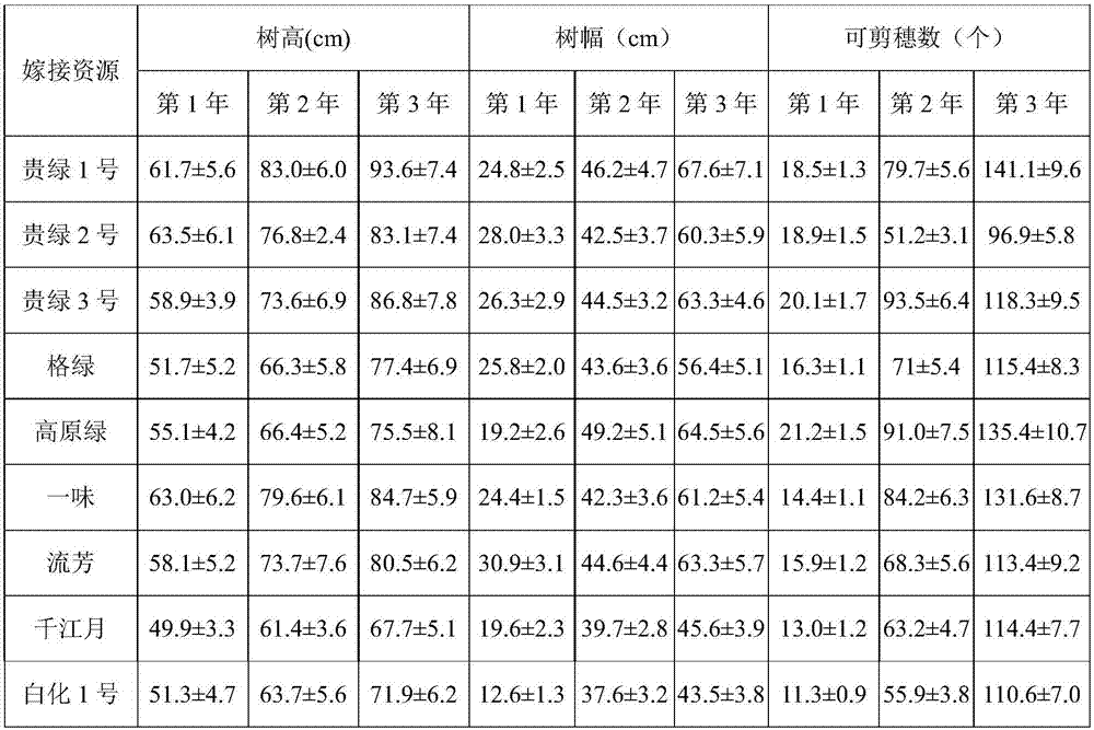 Method for grafting and rapid propagation of special germplasm resources of tea trees