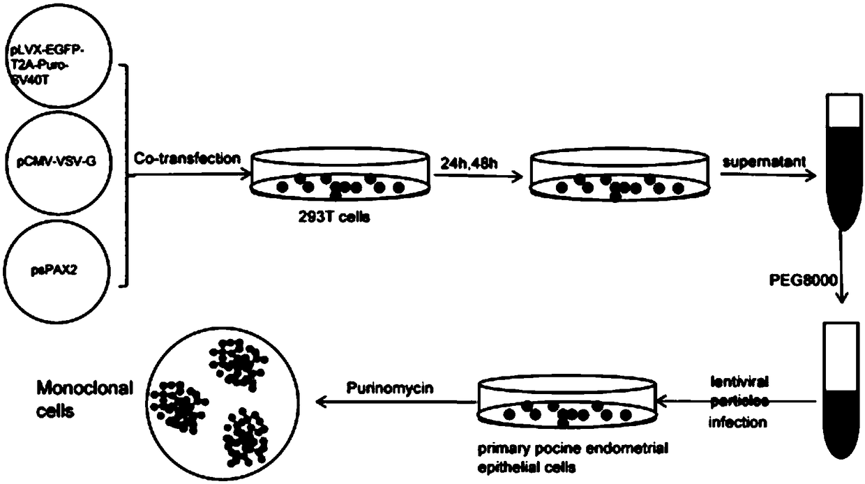 Porcine endometrium epithelial cell line susceptible to PRRSV and construction method of cell line