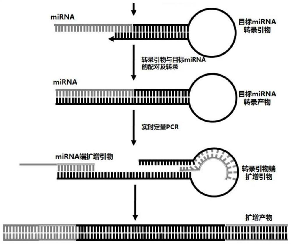 MiRNA combination related to skin repair and application thereof