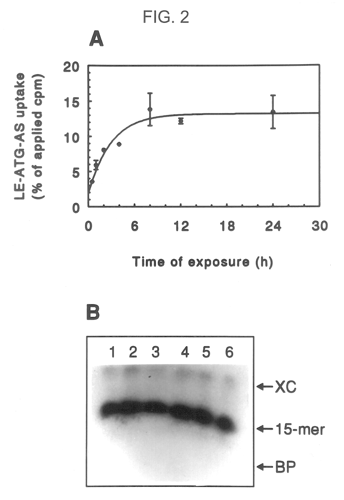 Cationic liposomal delivery system and therapeutic use thereof