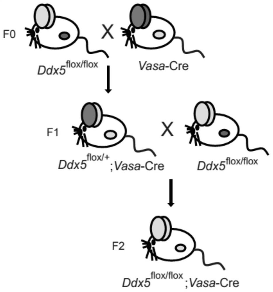 Mouse model of spermatogenesis disorder with ddx5 gene deletion and its construction method