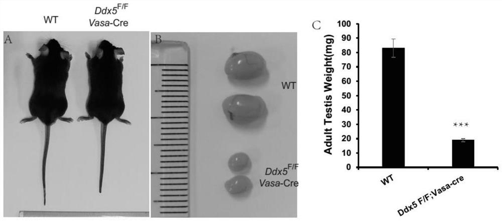 Mouse model of spermatogenesis disorder with ddx5 gene deletion and its construction method