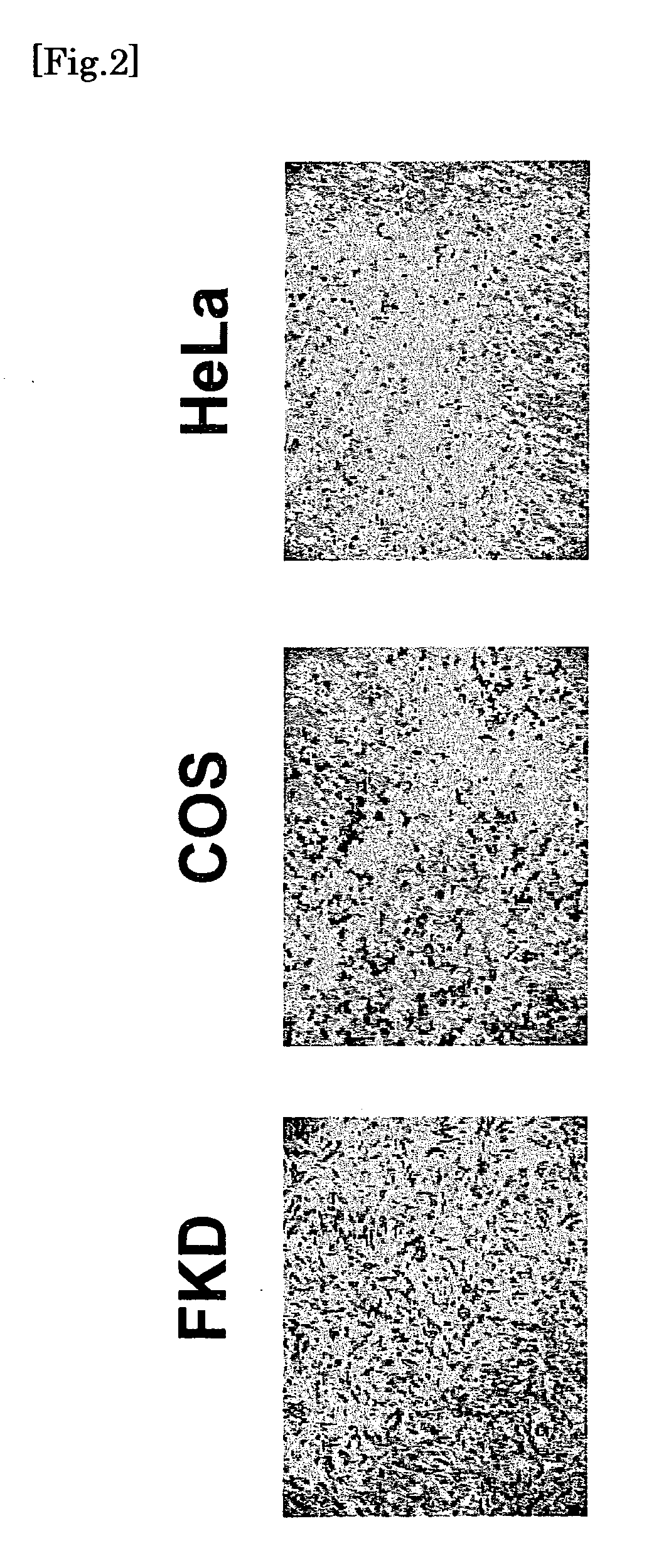 Host Cells Used For Production of Recombinant Protein