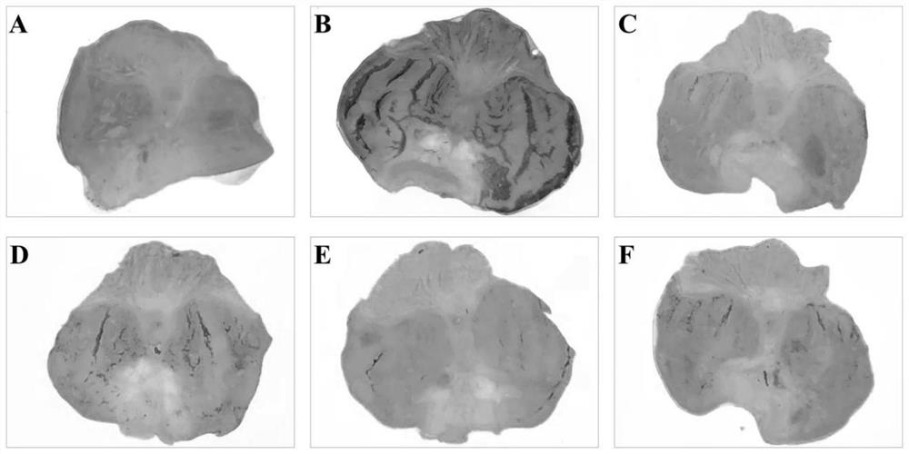 Ganoderma lucidum extract as well as preparation method and application thereof