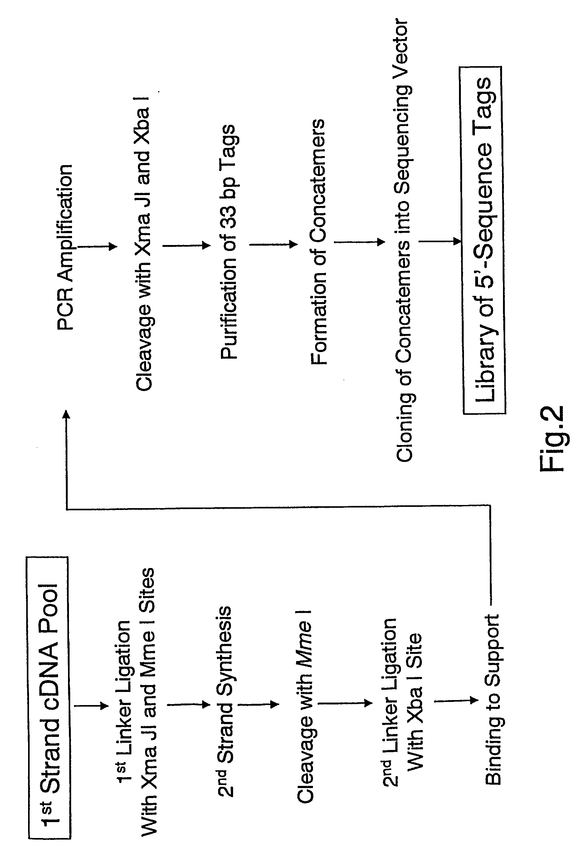 Method of utilizing the 5'end of transcribed nucleic acid regions for cloning and analysis