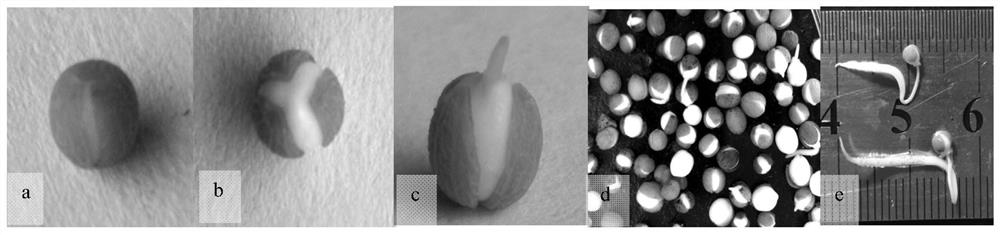 Method for breaking dormancy of thesium chinense seeds