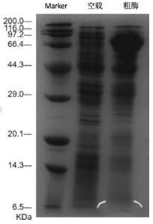 Method for producing 1, 4-butanediamine by using recombinant escherichia coli