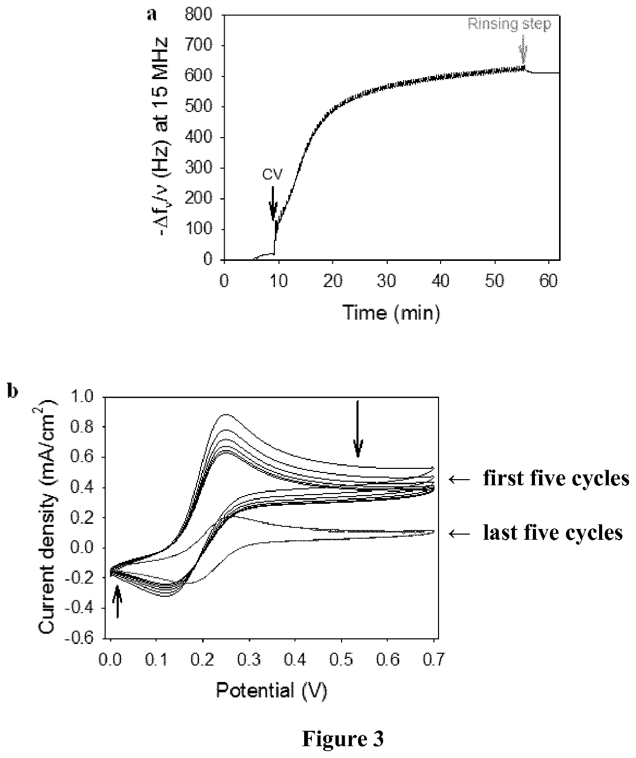 One pot electro-cross-linking of a protein for the development of a protein-based biosensor