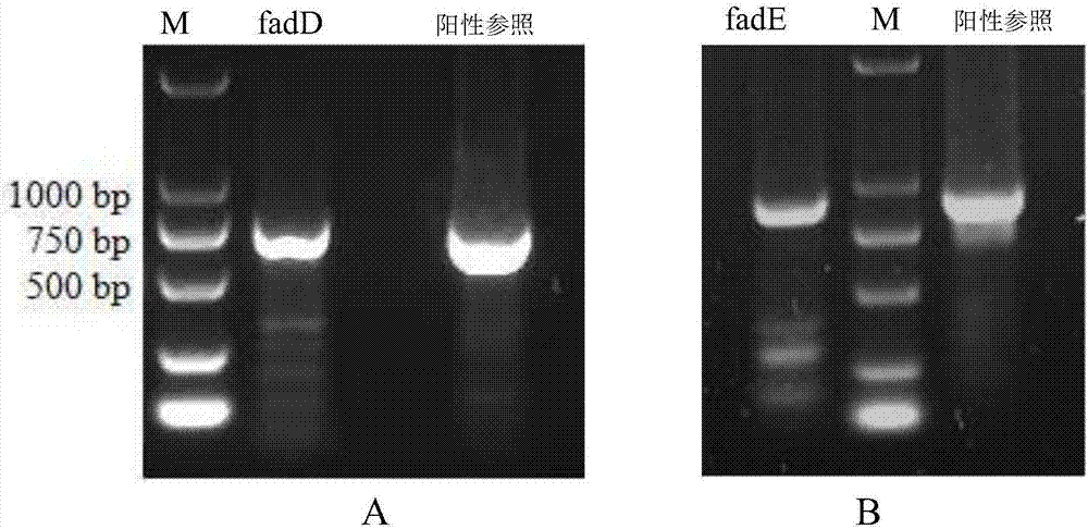 Spinosad high-yield gene engineering bacterium and construction method and application thereof