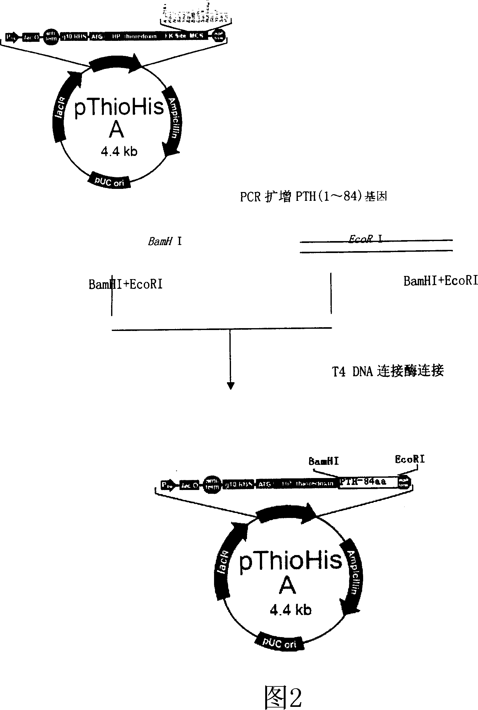 Method for producing recombined human parathyroid hormone (1í½84peptide)