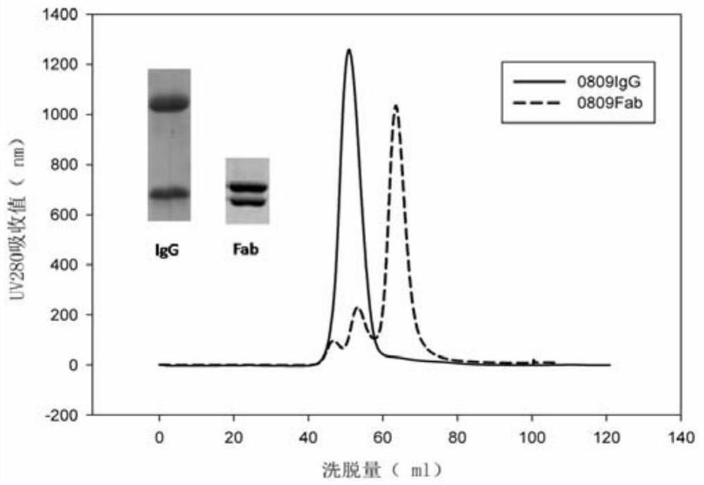 A kind of b-type influenza virus broad-spectrum neutralizing antibody, its preparation method and application