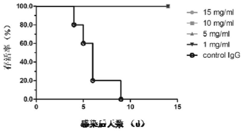 A kind of b-type influenza virus broad-spectrum neutralizing antibody, its preparation method and application