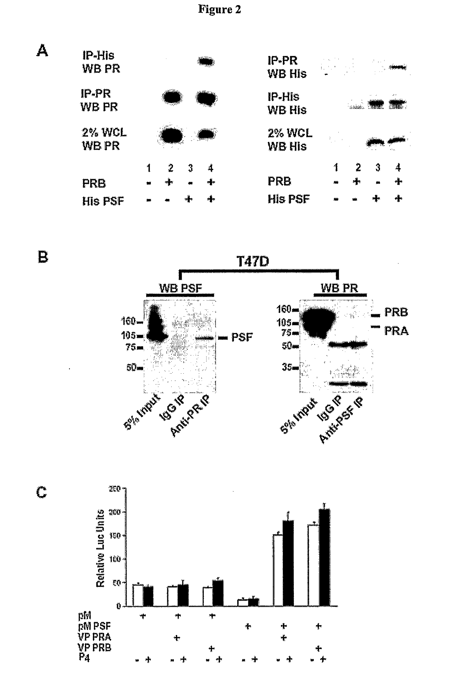 Methods and Compositions for Modulating a Steroid Receptor