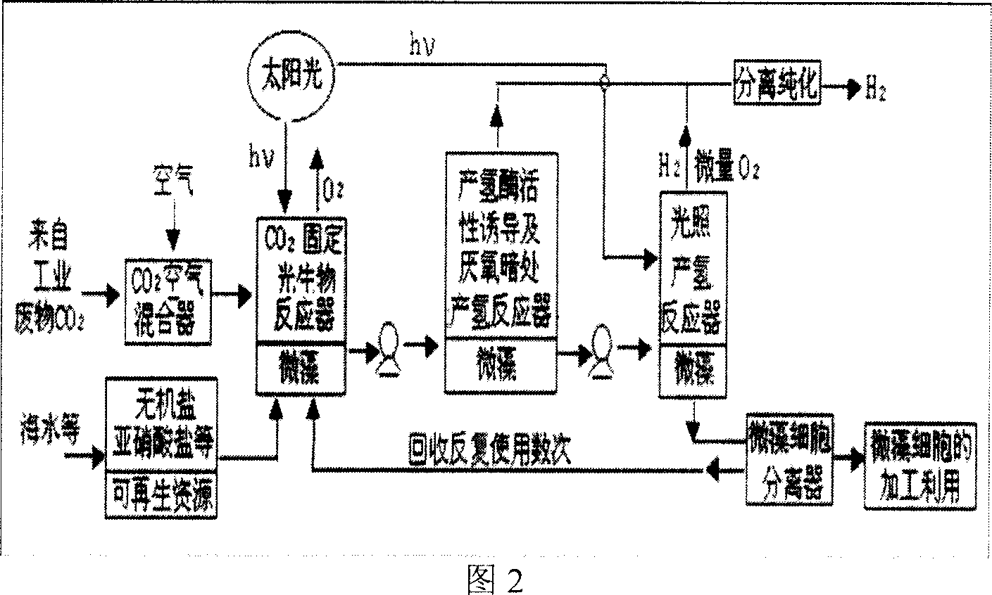 Method of photolyzing seawater by tetraselmis chui to produce hydrogen using fuel cell hydrogen consuming technique