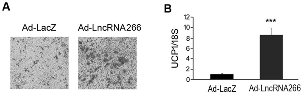Application of LncRNA-266 in preparation of drug for inducing brown adipose cell differentiation