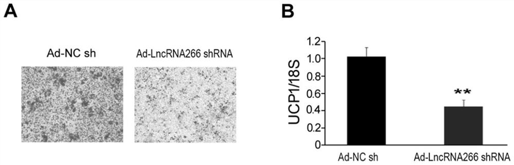 Application of LncRNA-266 in preparation of drug for inducing brown adipose cell differentiation