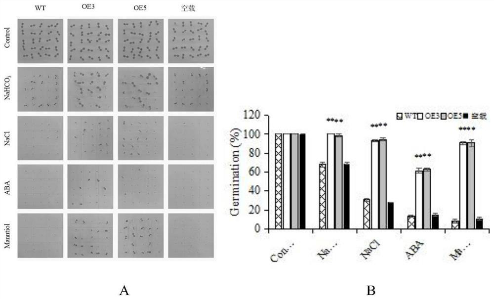 Plant stress resistance related protein PvNAC52 as well as coding gene and application thereof