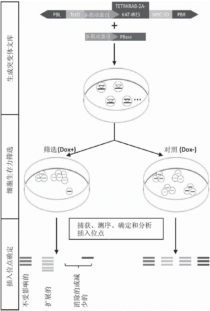 Compositions and methods of using transposons