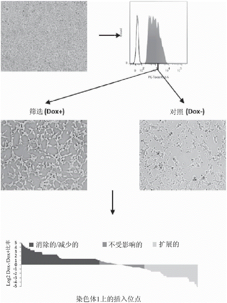 Compositions and methods of using transposons