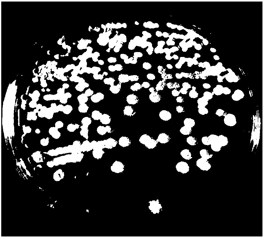 Cinnamon streptomyces rubiginosus ZX6 for preventing and treating sunflower sclerotinia rot and application of cinnamon streptomyces rubiginosus ZX6