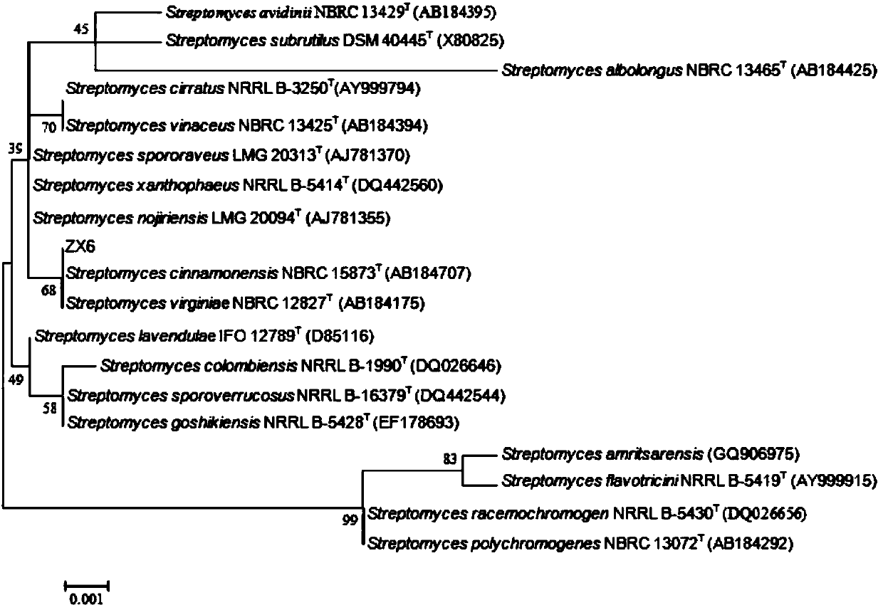 Cinnamon streptomyces rubiginosus ZX6 for preventing and treating sunflower sclerotinia rot and application of cinnamon streptomyces rubiginosus ZX6