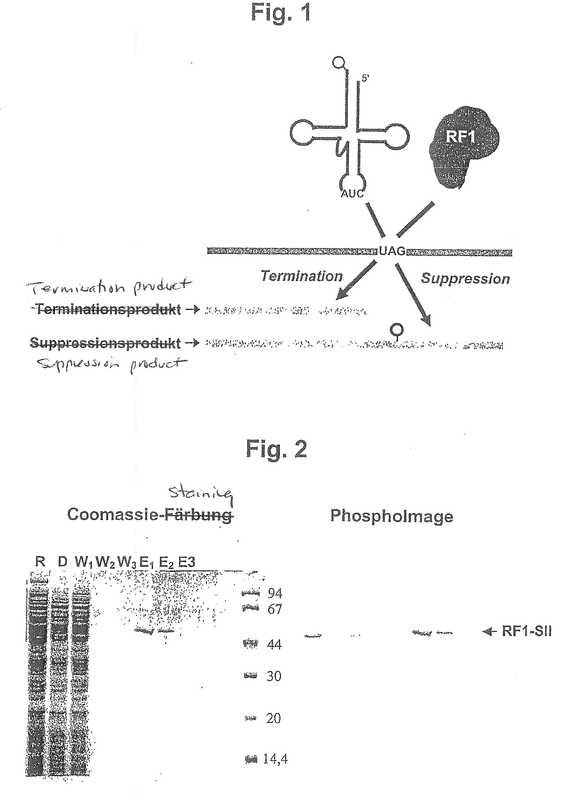 Method for the production of a lysate used for cell-free protein biosynthesis