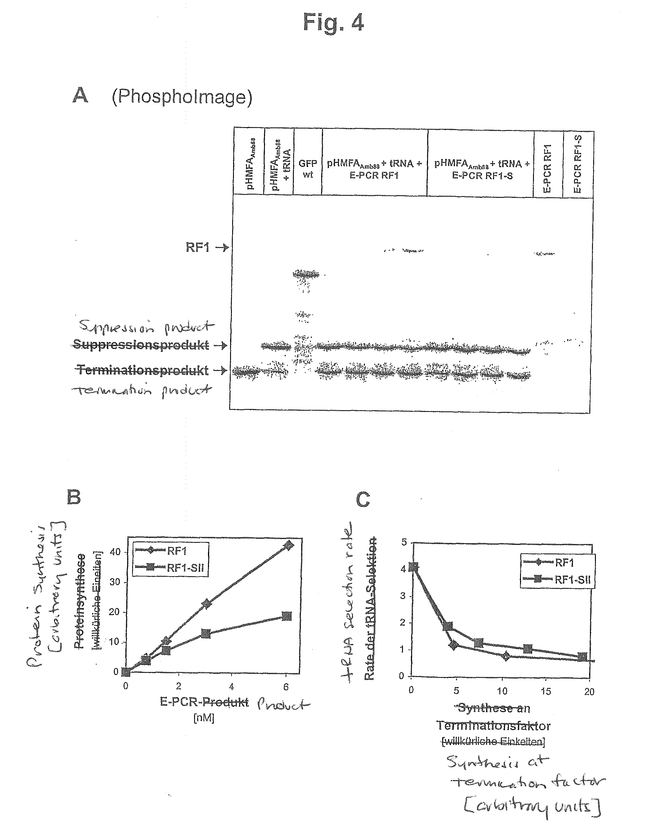 Method for the production of a lysate used for cell-free protein biosynthesis