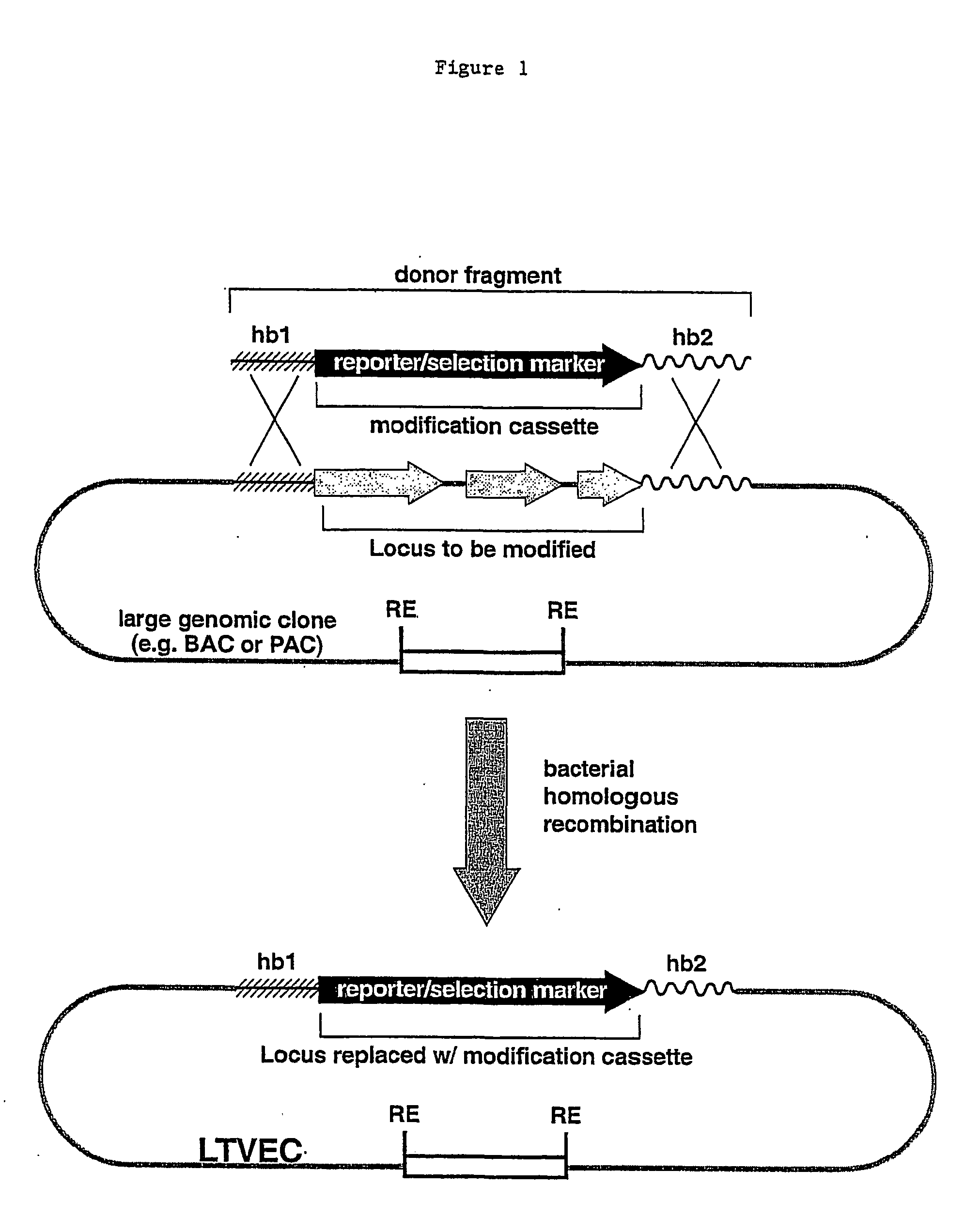 Methods of modifying eukaryotic cells