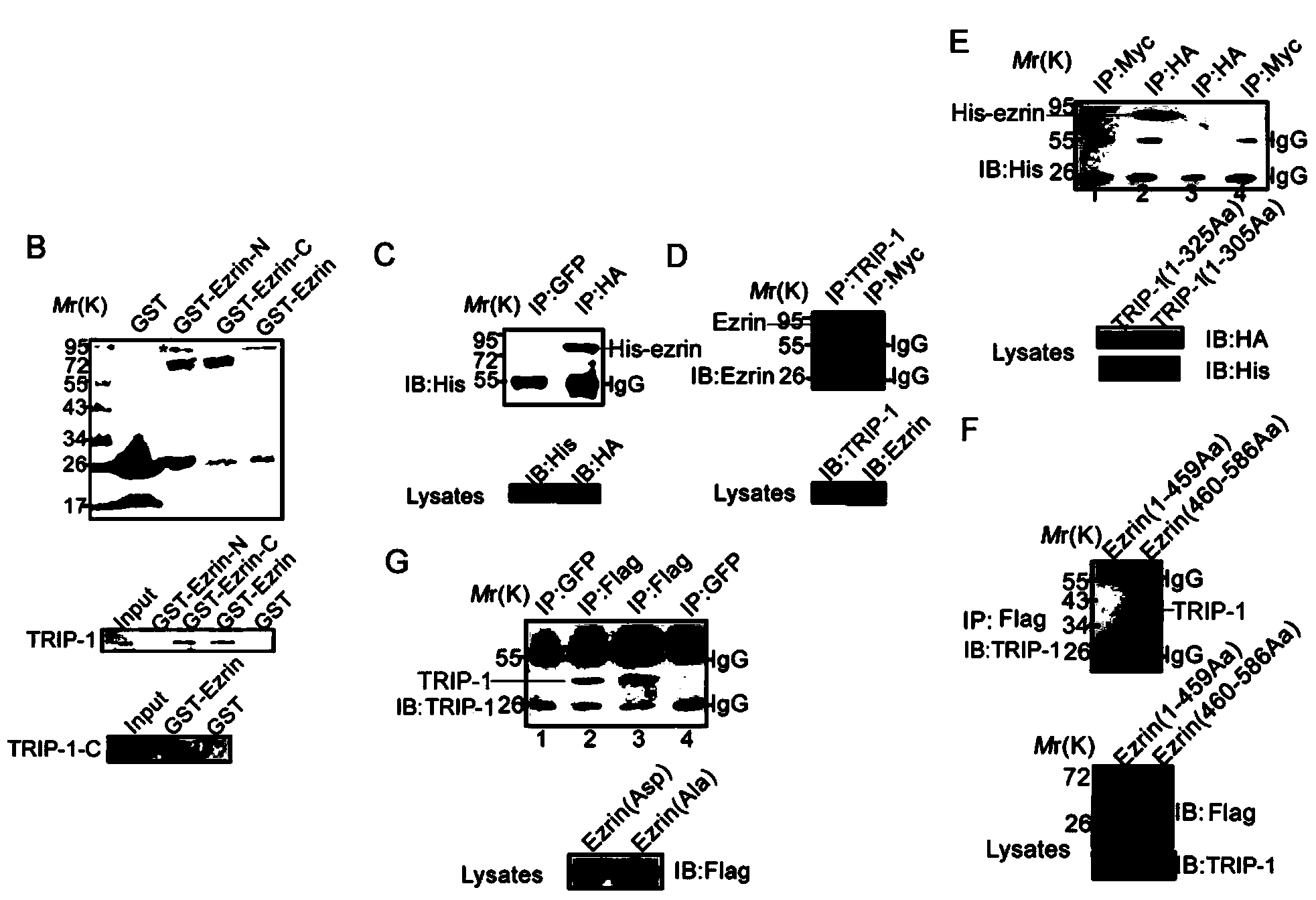 Novel use of TGF (Transforming Growth Facto)-beta receptor binding protein-1