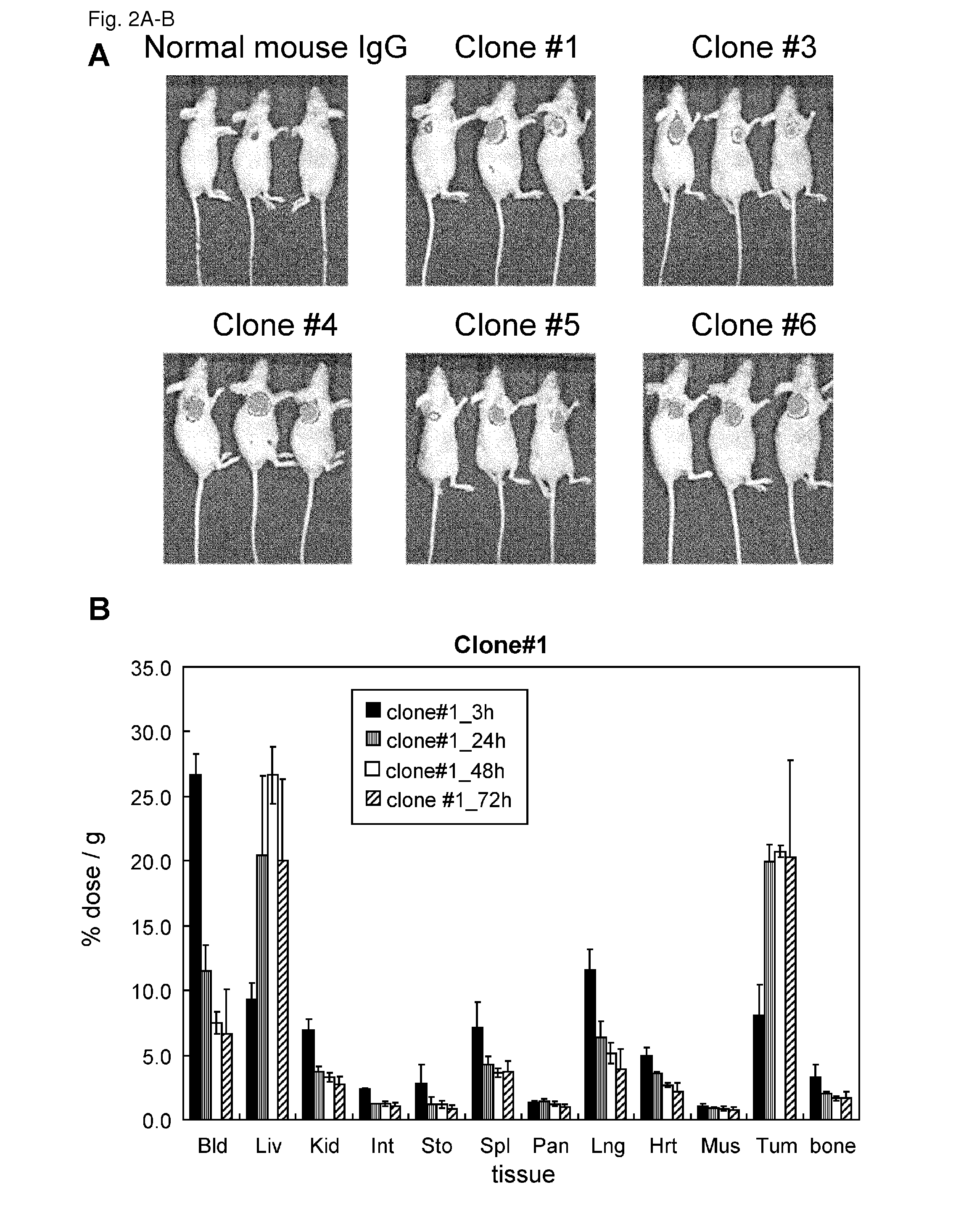 Anti-CDH3 antibodies labeled with radioisotope label and uses thereof