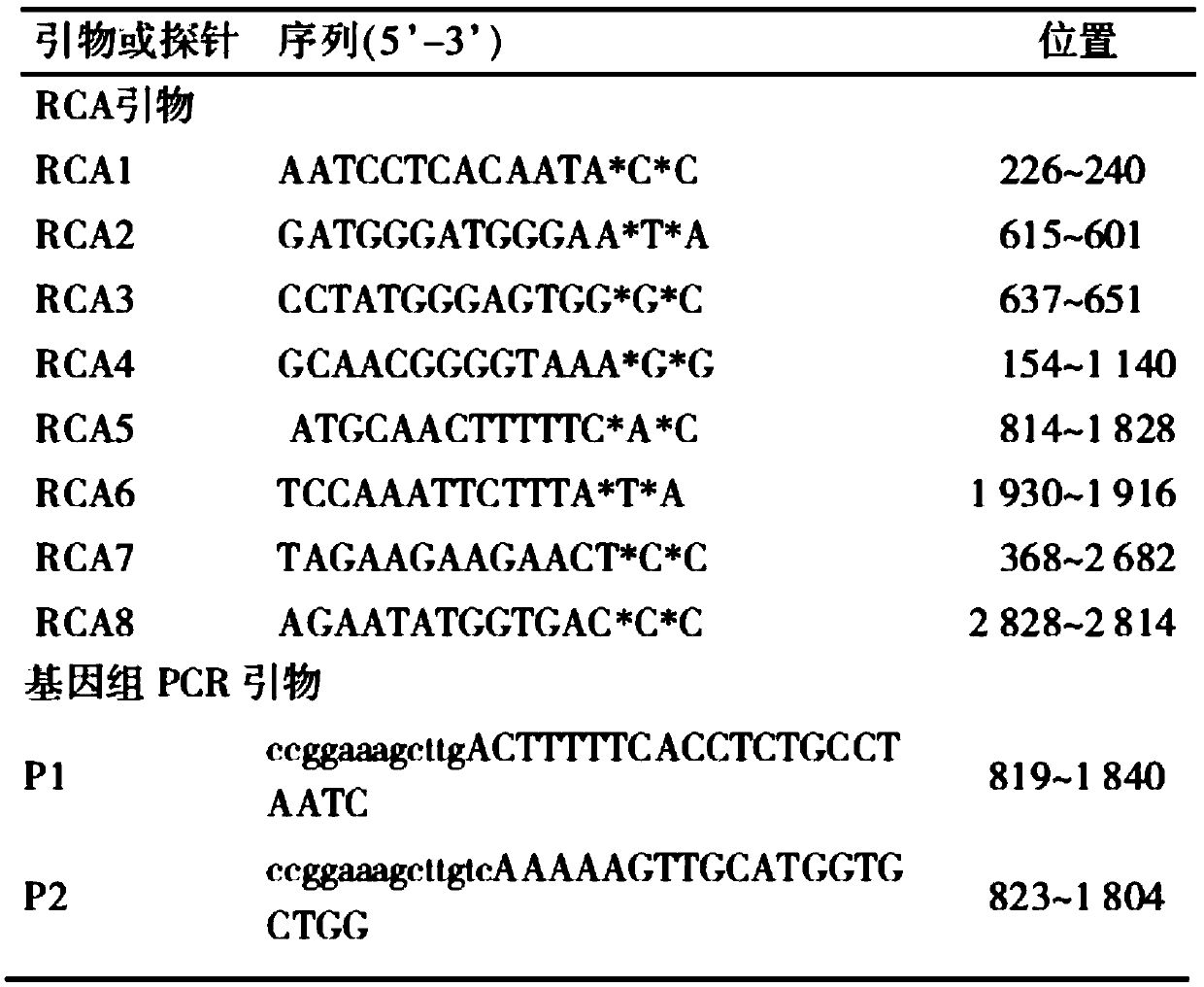 A method for rapid detection of hepatitis B circular dna