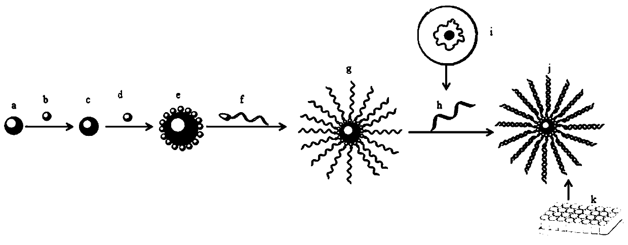 A method for rapid detection of hepatitis B circular dna