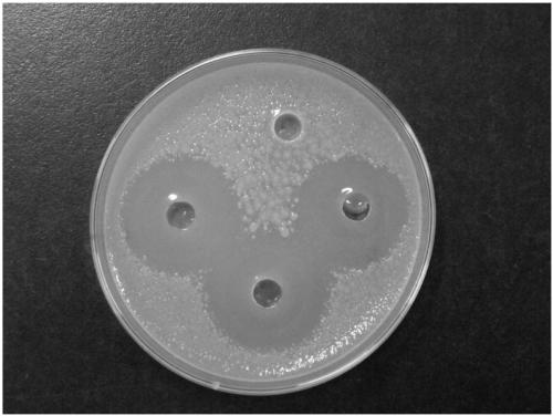 Fermentation method for improving yield of bacillus subtilis antibacterial protein
