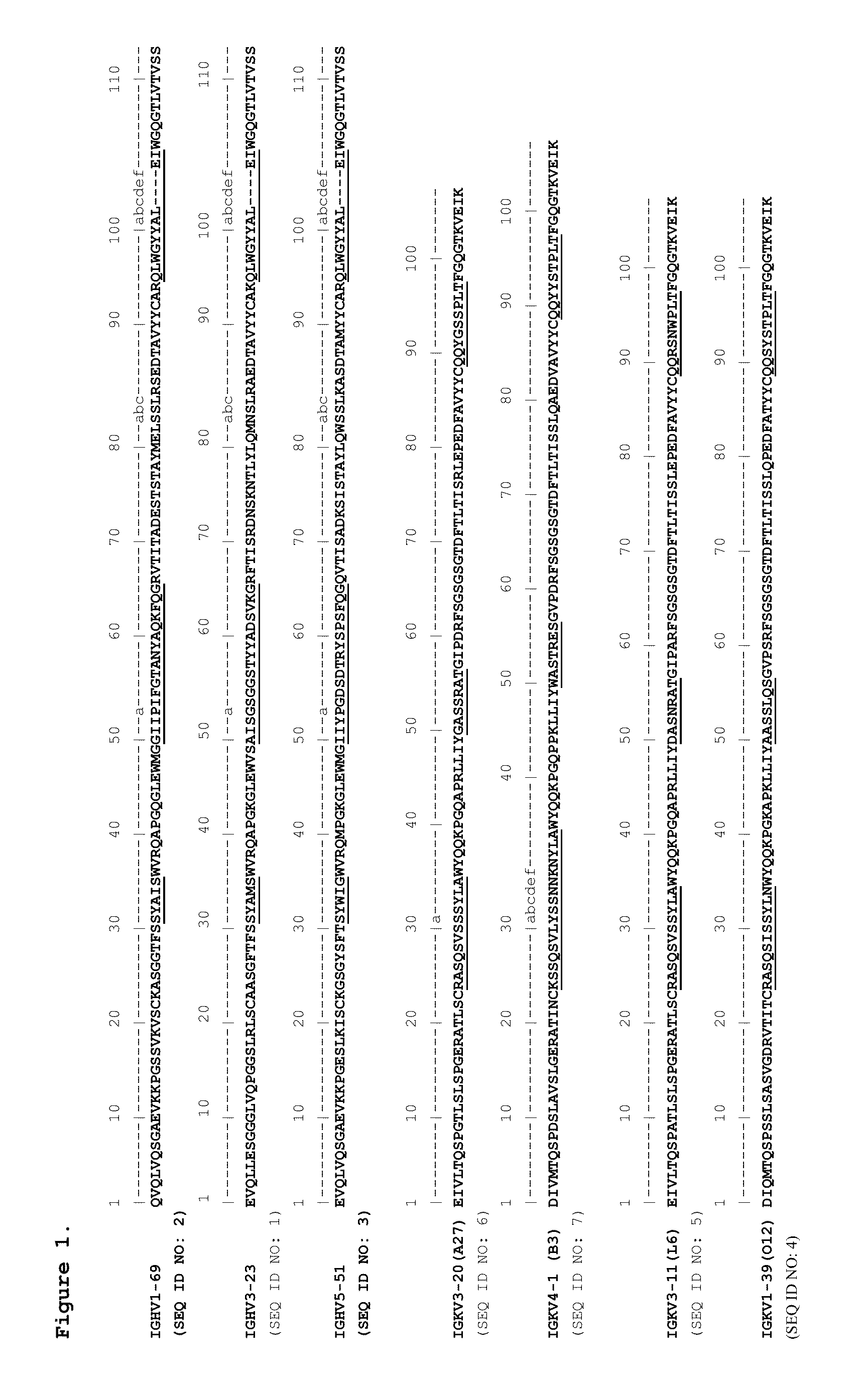 Antibodies binding human collagen II