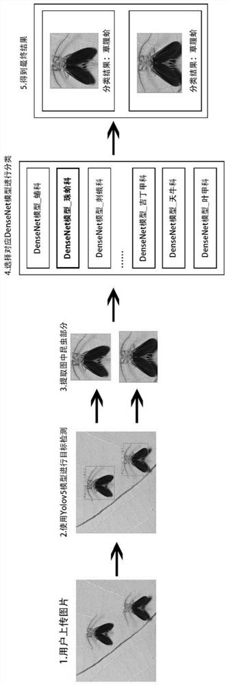 Hierarchical structure-based two-stage forestry pest identification and detection system and method