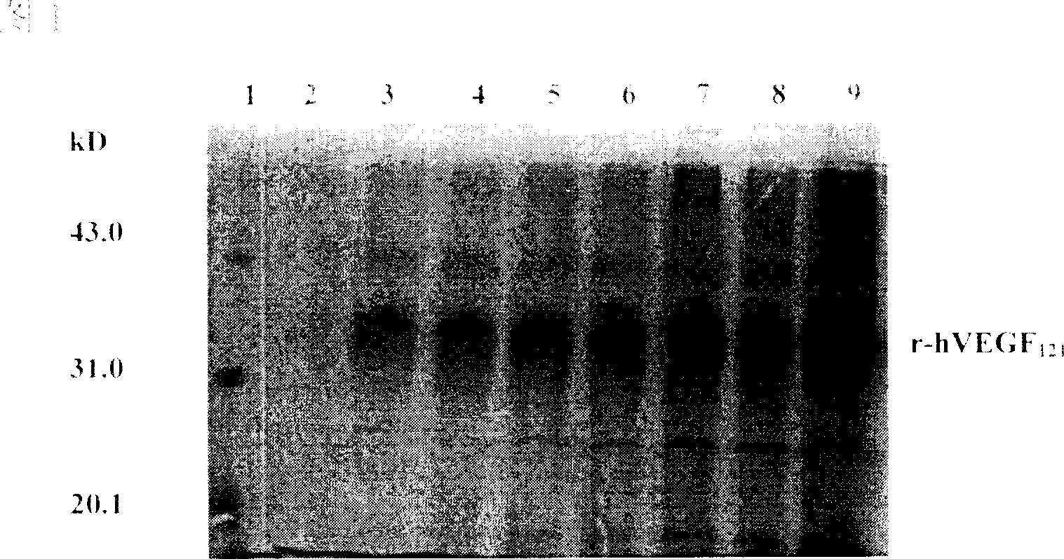 Method for preparing growth factor of recombining endothelial cells of human blood vessel