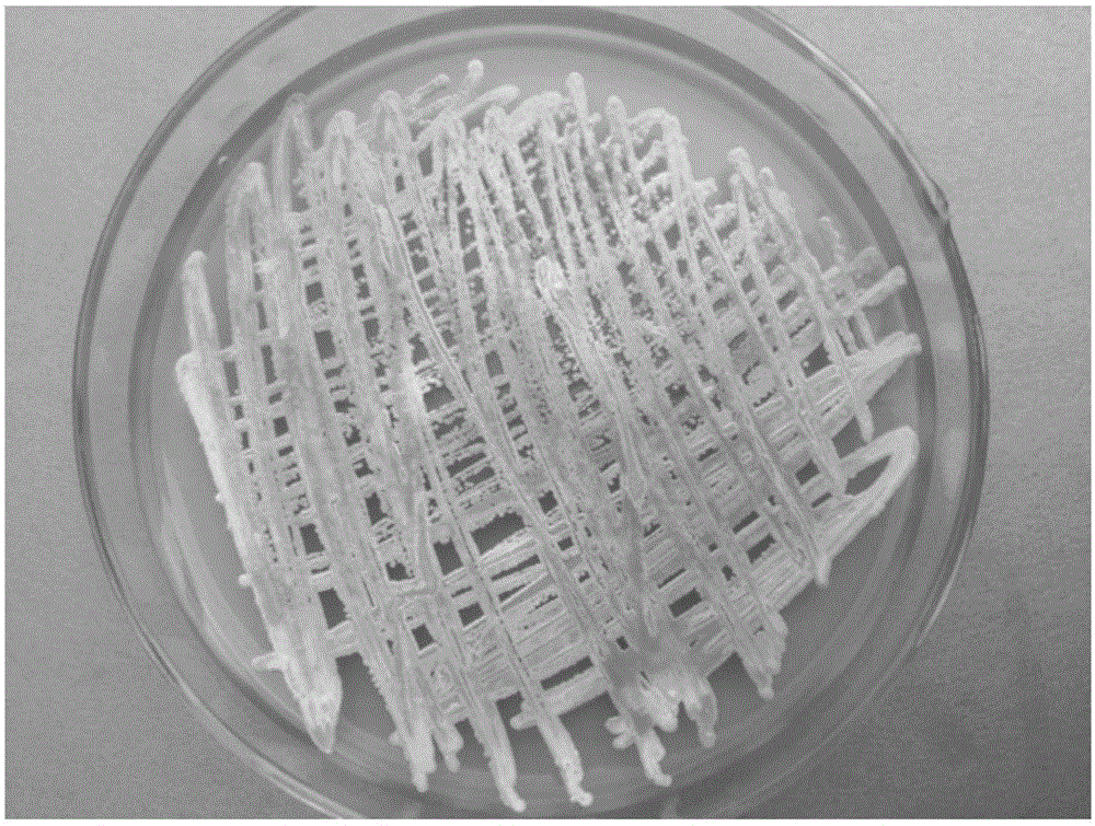 Marine natural anti-glioma active substance, and preparation and application thereof