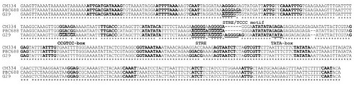 Primer pair for identifying capsicum CMV infection resistance and application thereof