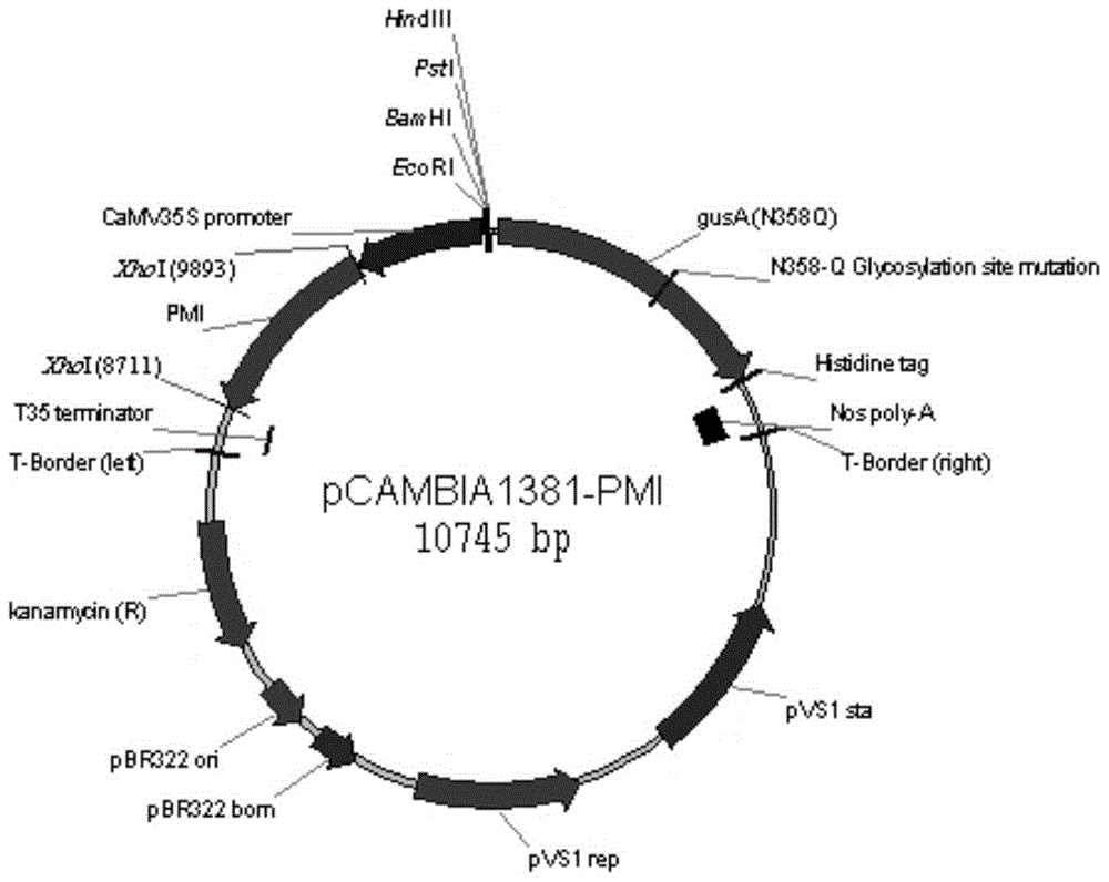 A method for introducing exogenous genes into closed-growth pollinated indica rice using pmi screening markers