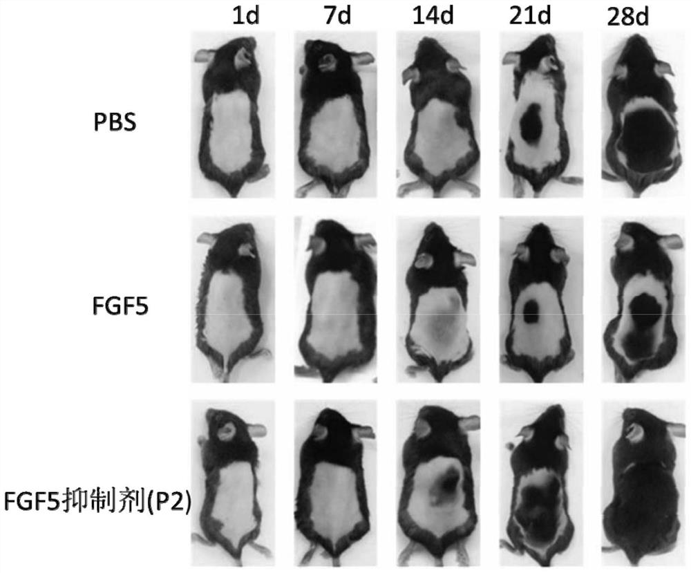 Inhibitor of fgf-5 polypeptide and its hair growth application