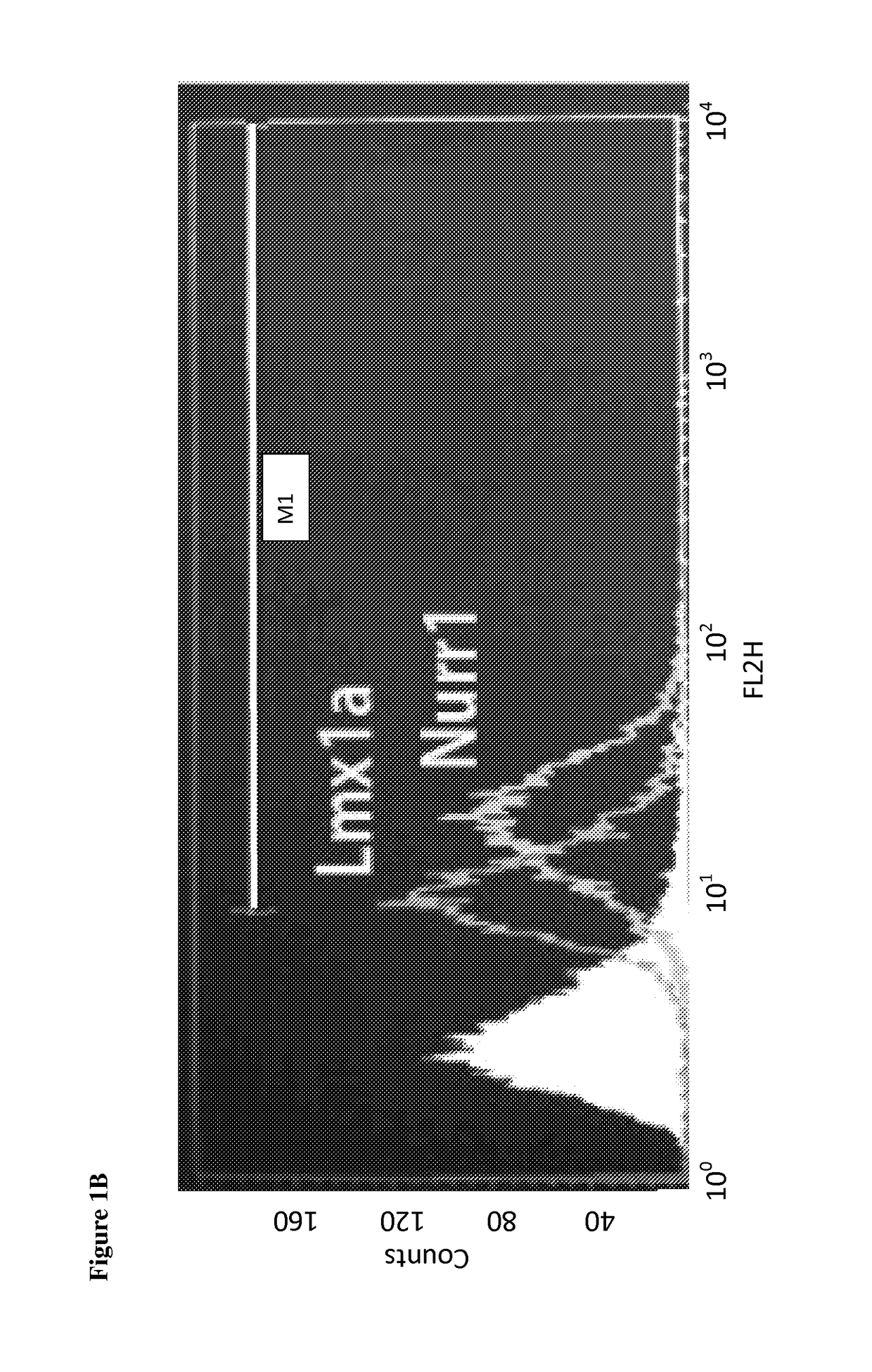 Stem cell-derived neural cells for cell therapy in neurological disorders